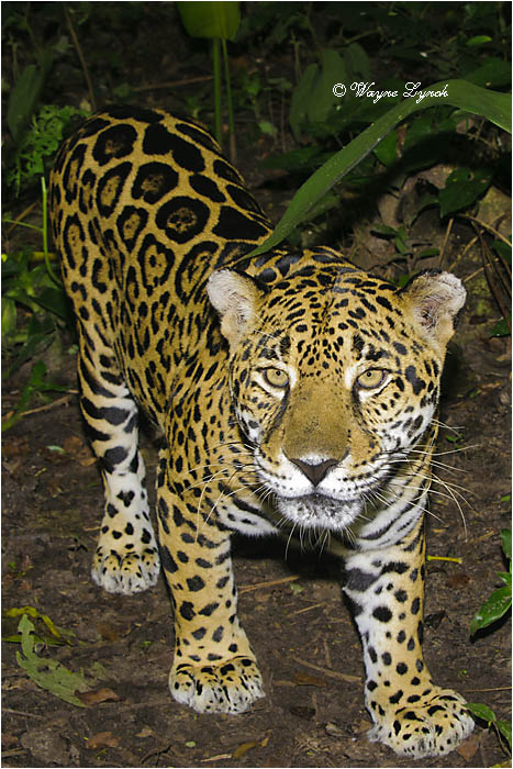 Jaguar 116 by Dr. Wayne Lynch &copy;